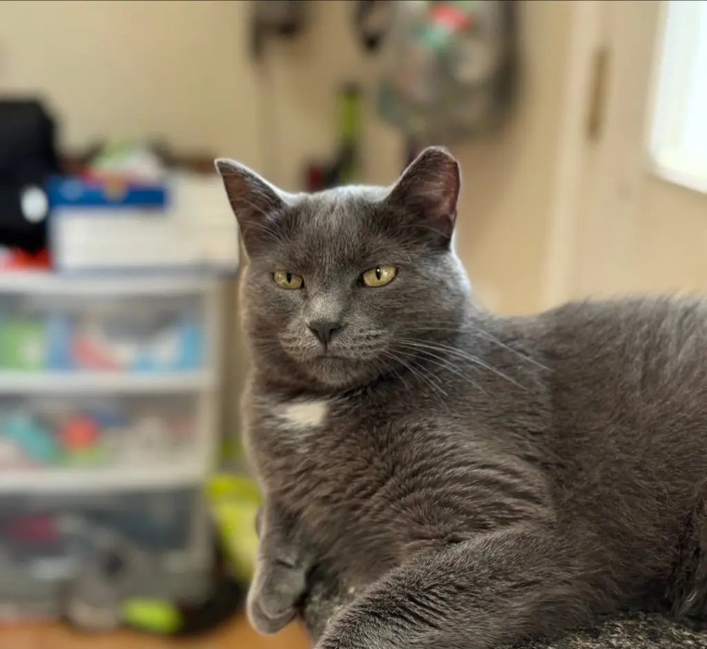 Luna