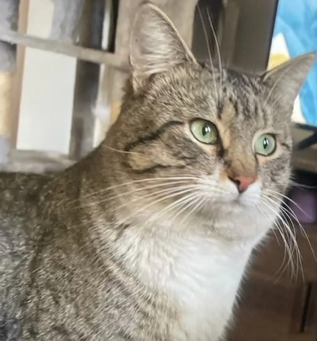 Caspian