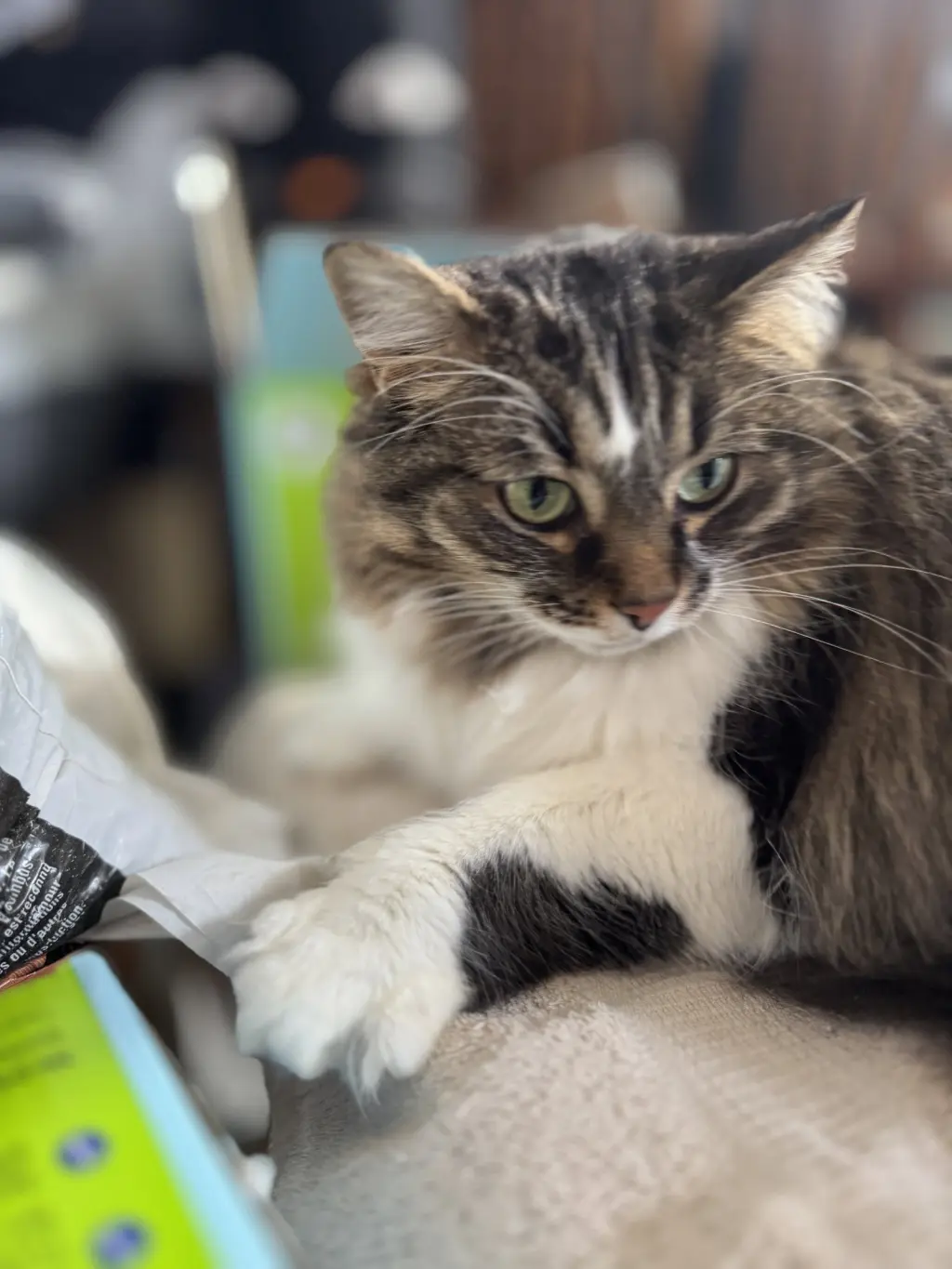 Zoey - Sponsored by Zoey L.