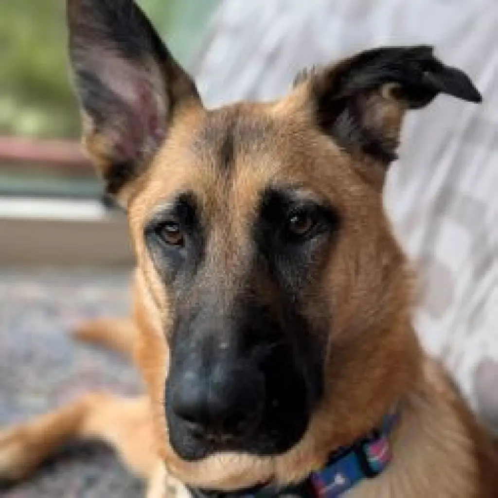 Ripley SJ