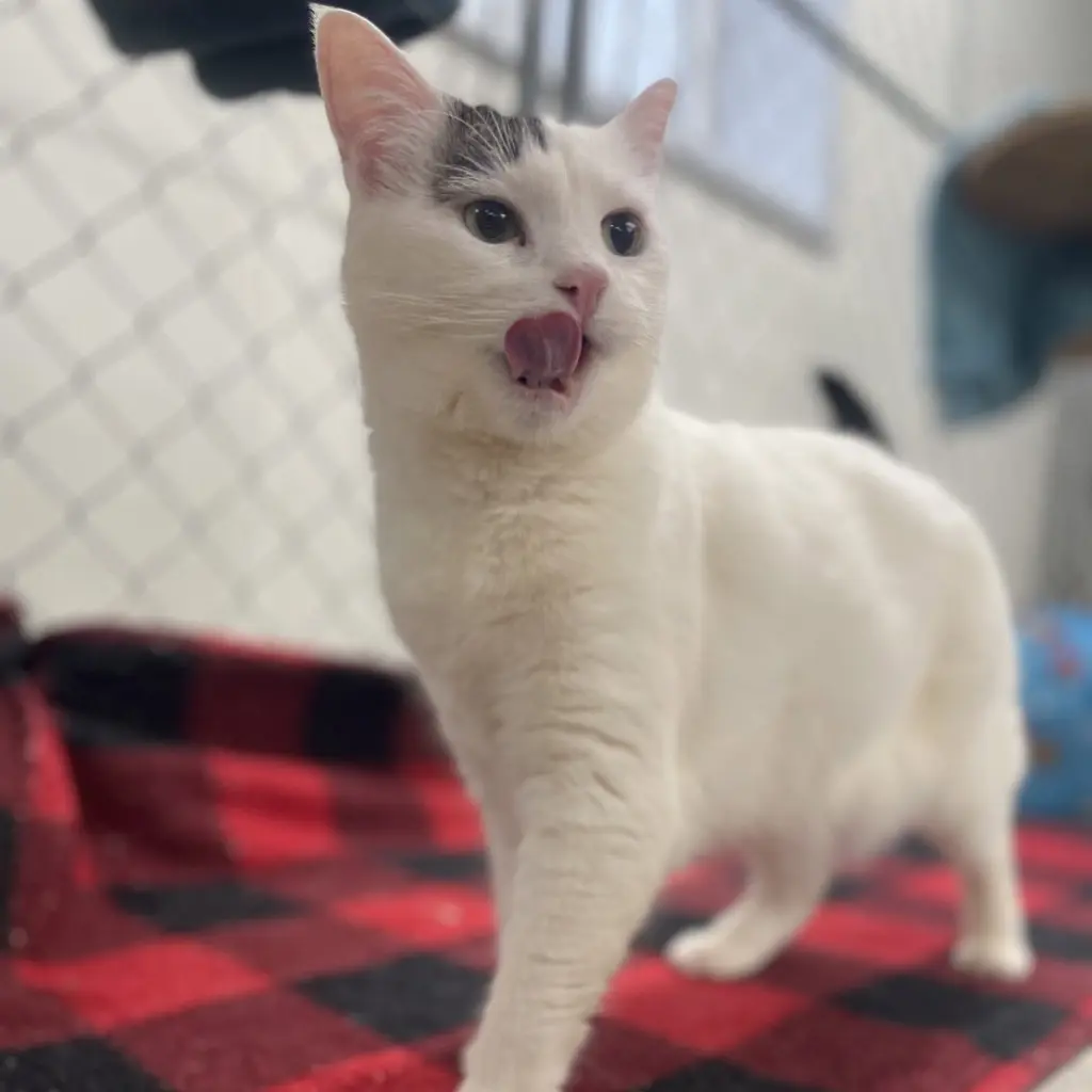 Angel (Vestal PetSsmart)