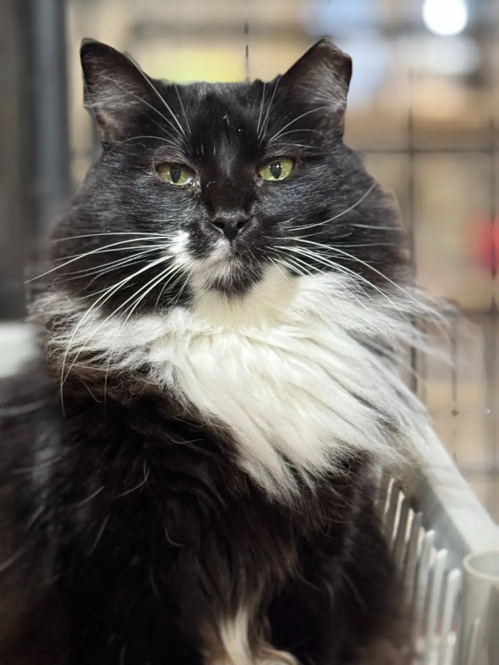 Meowrvelous Mrs. Maisel