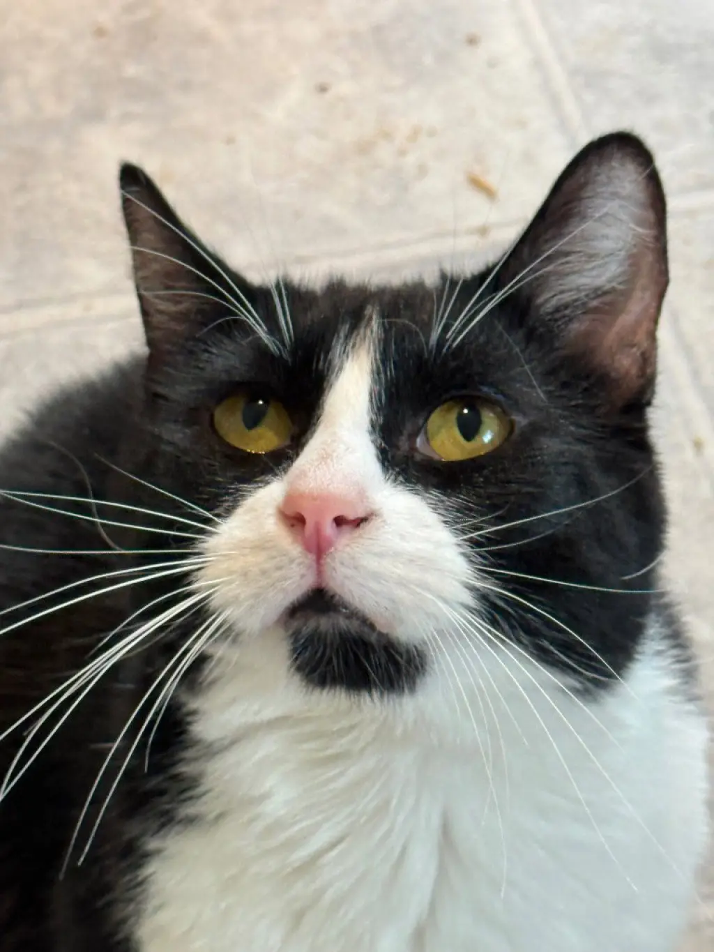 Oreo