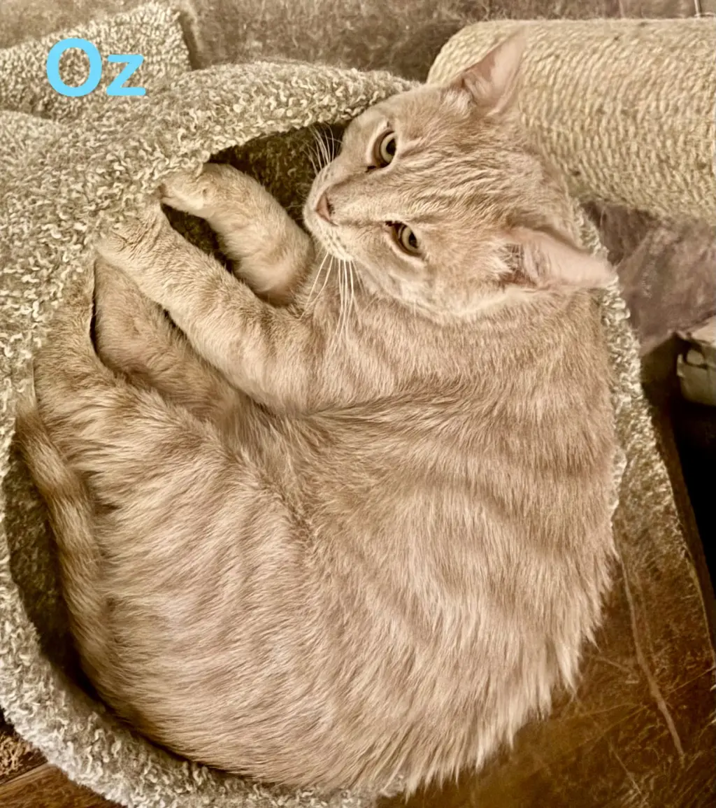 Oz