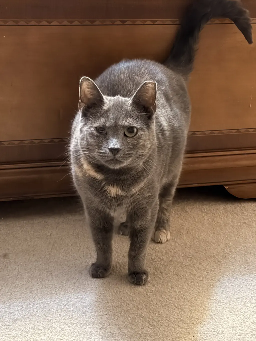 Pawla