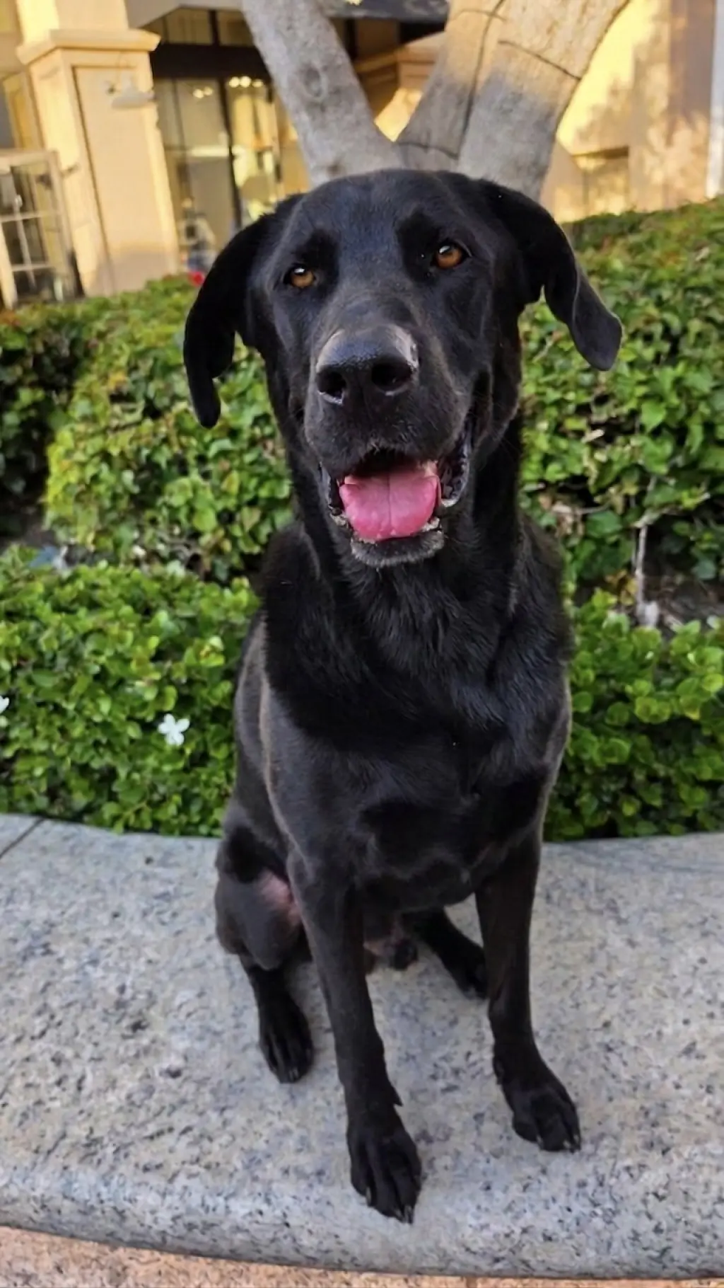 Simon *Courtesy Post*