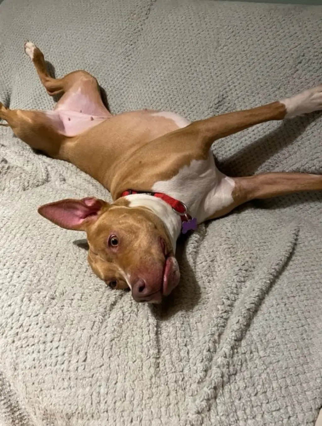 Hazel