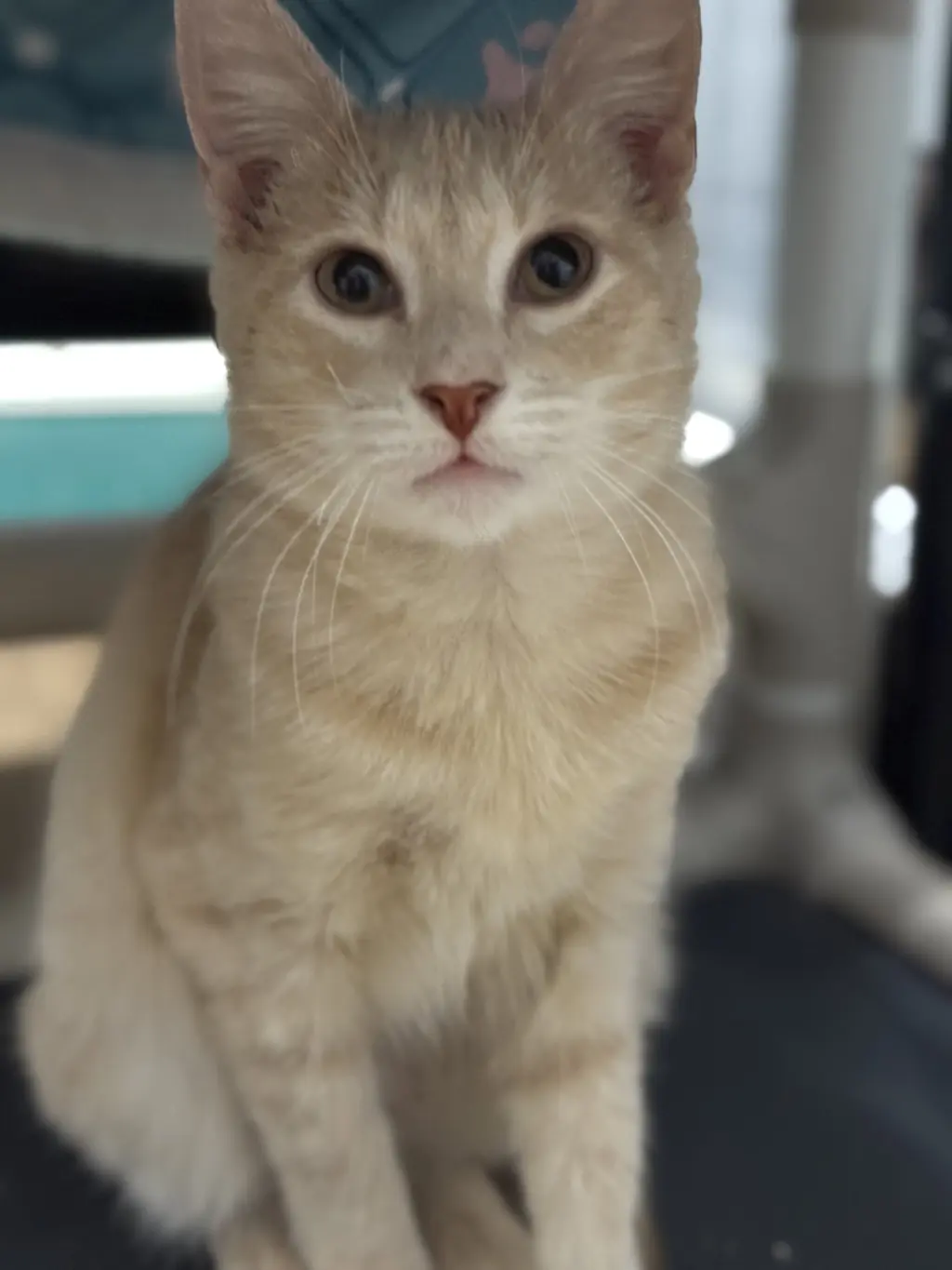 Theo