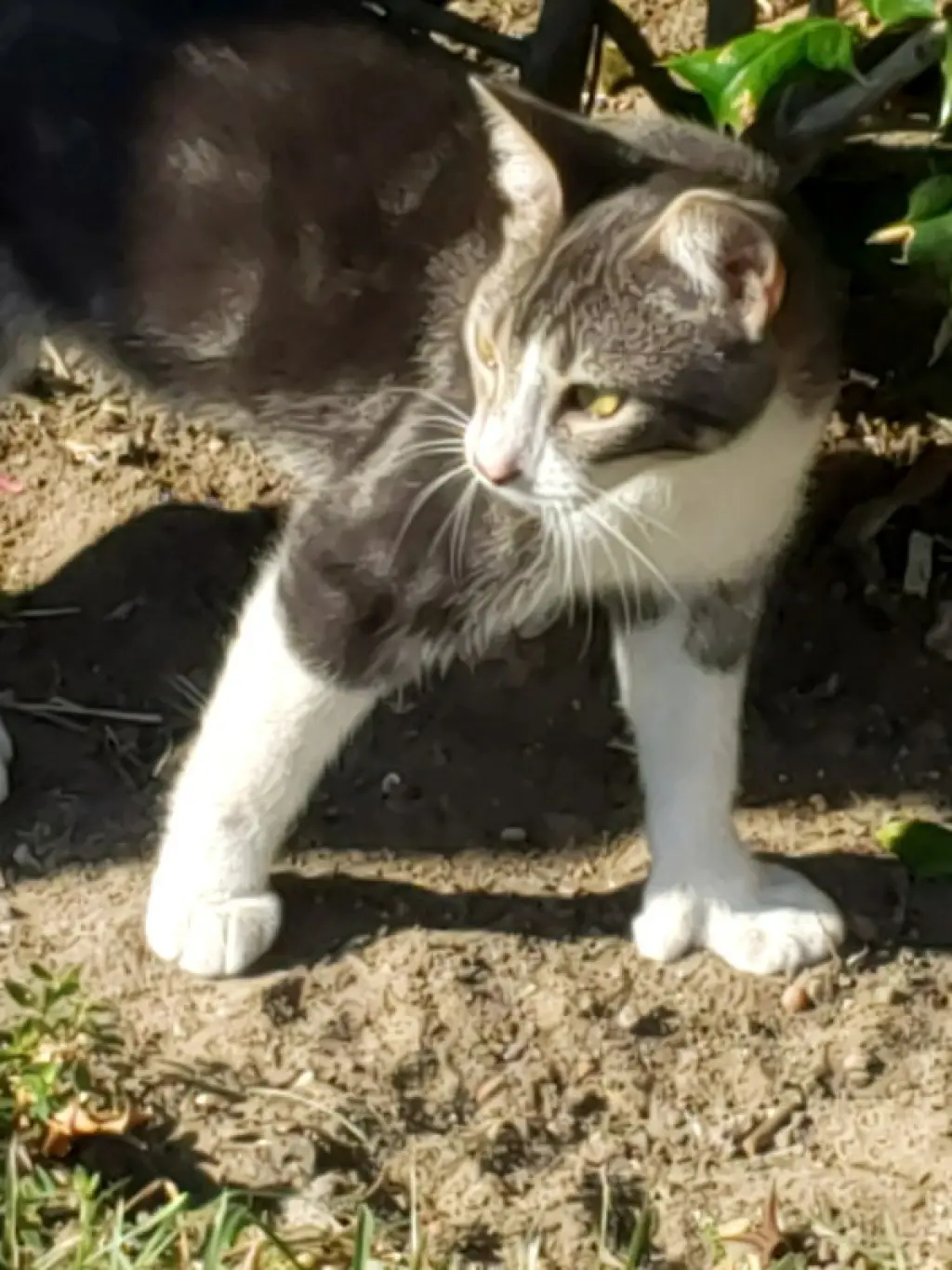 Gina #polydactyl-princess