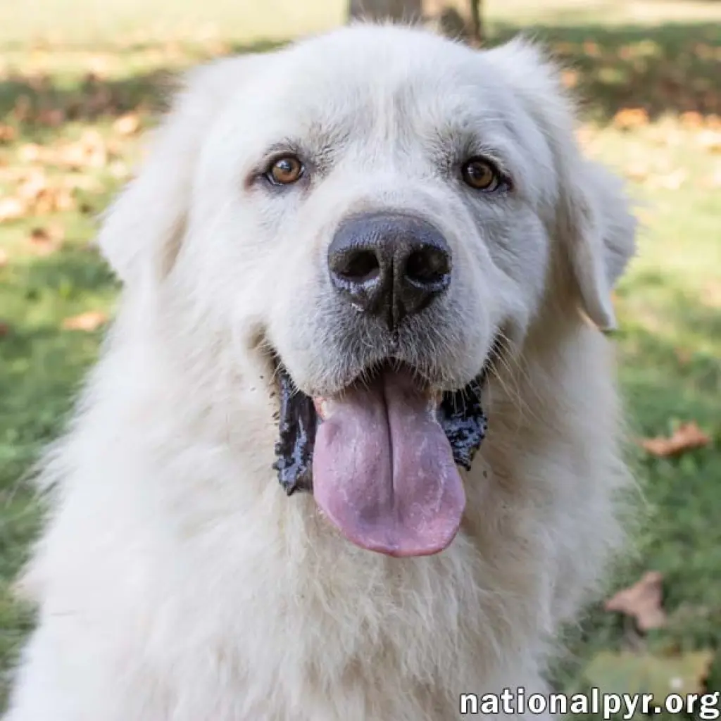 Ralphie in MA - Loves to Give the Pyr Paw!
