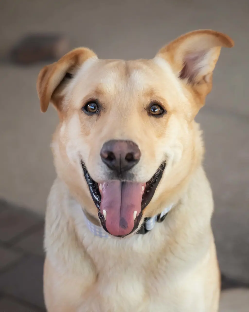 ZIGGY **Adoption Pending**