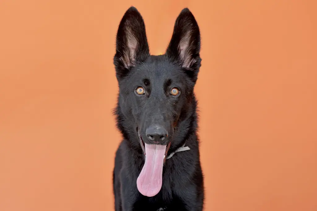 AZULA