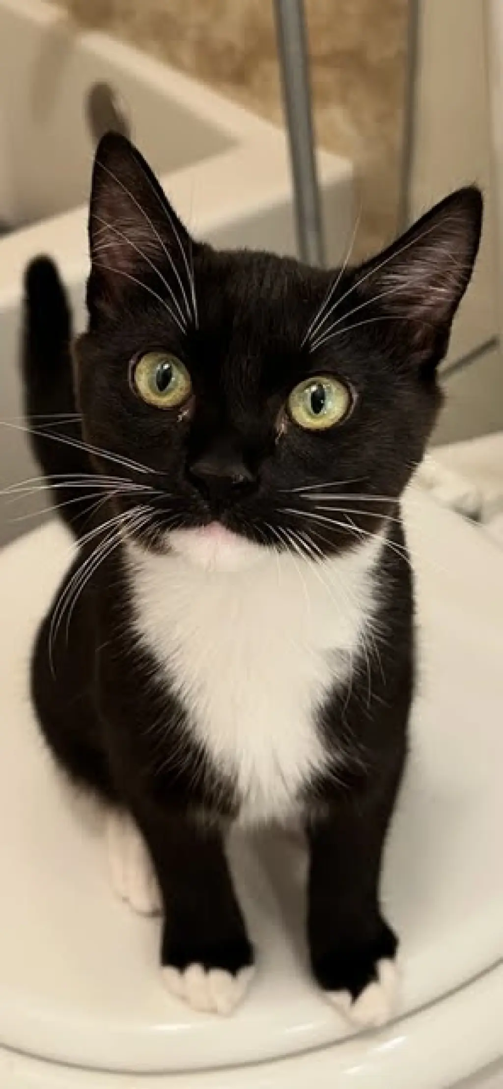 Shirley