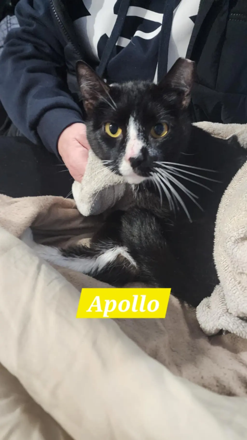 Apollo