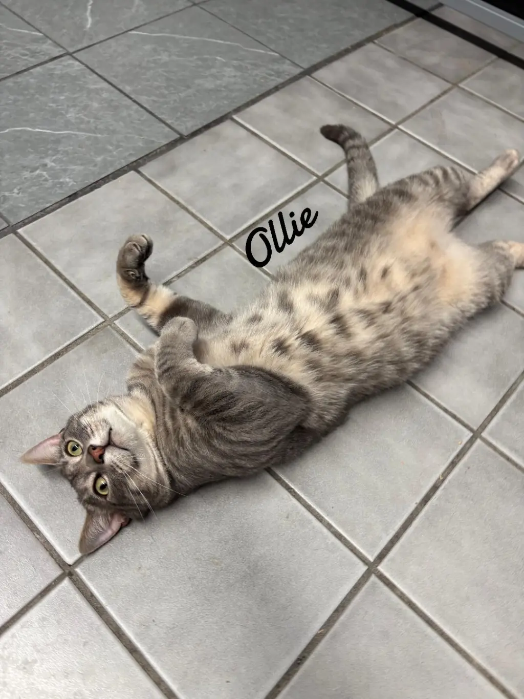 Ollie