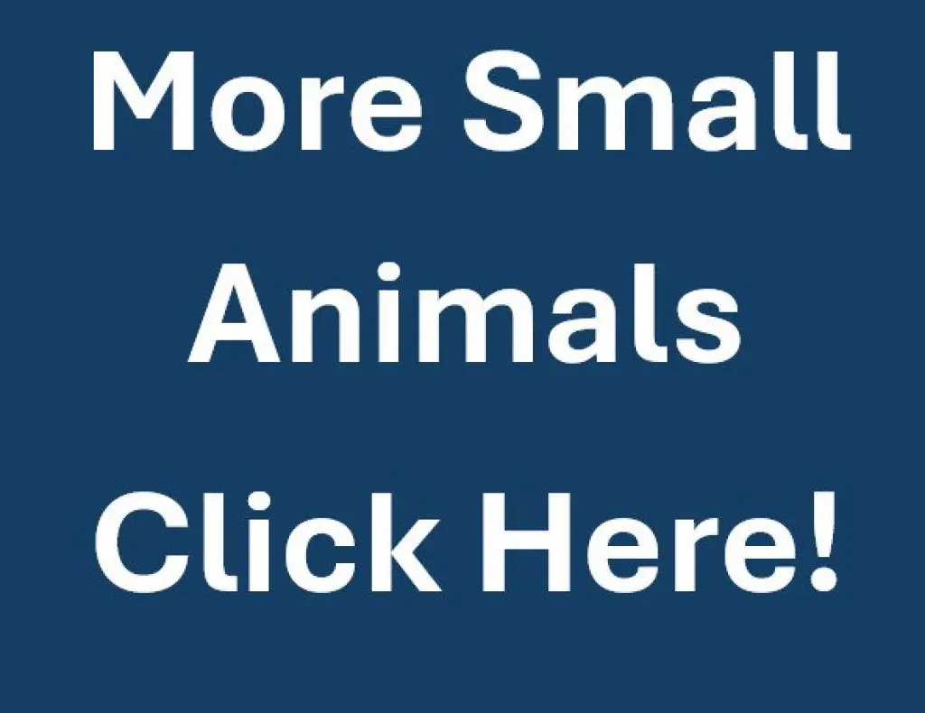 MORE SMALL ANIMALS