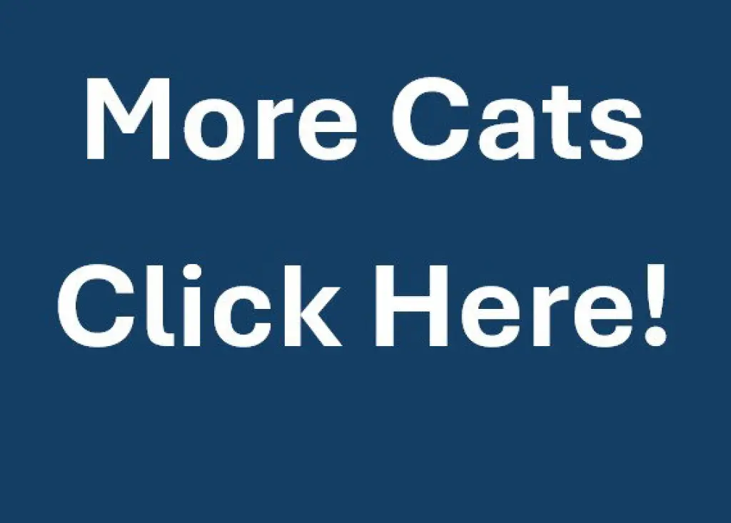 MORE CATS