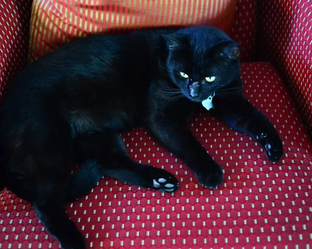 Mowgli