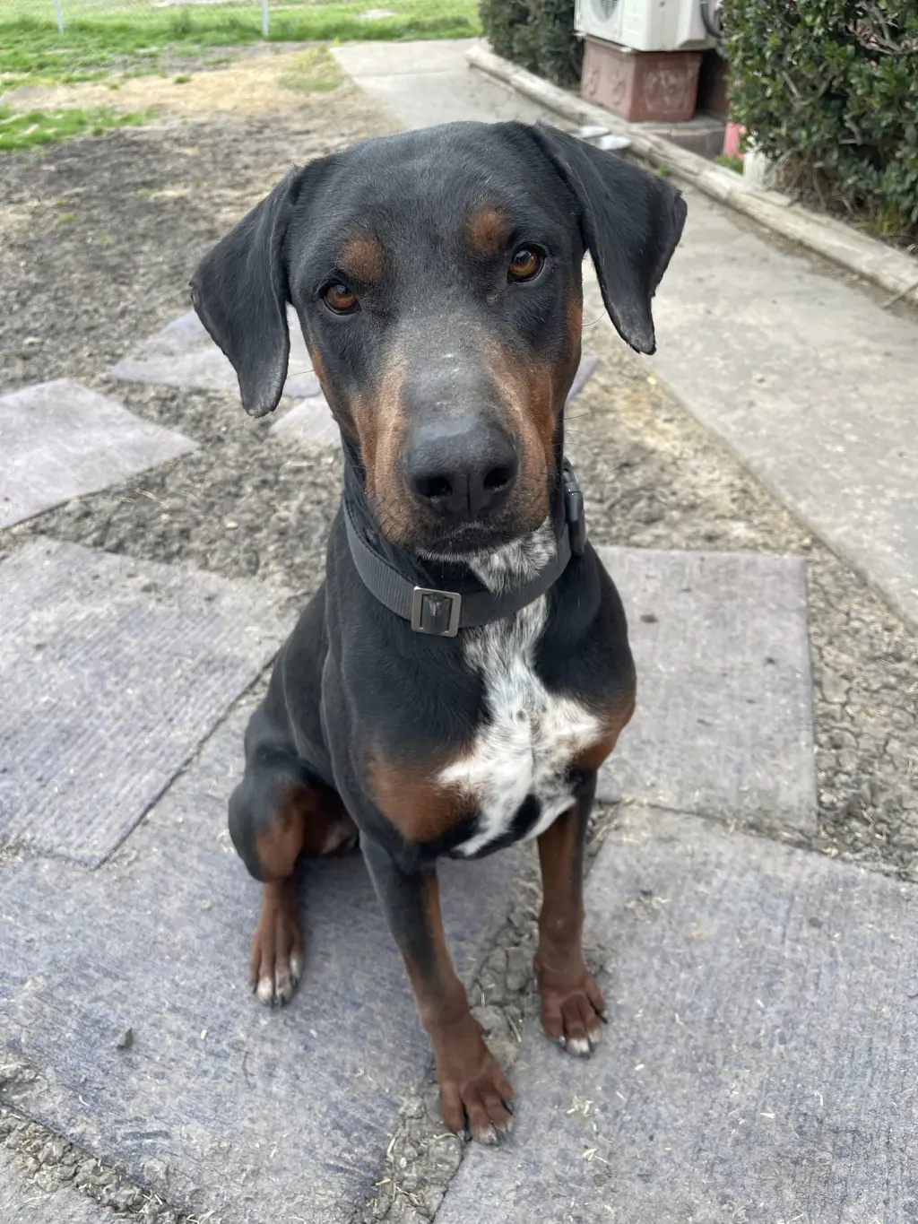 Hank