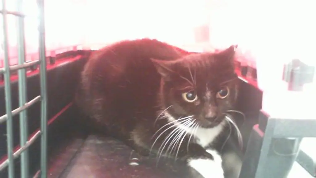 SYLVESTER