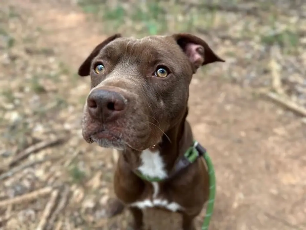 MOCHA