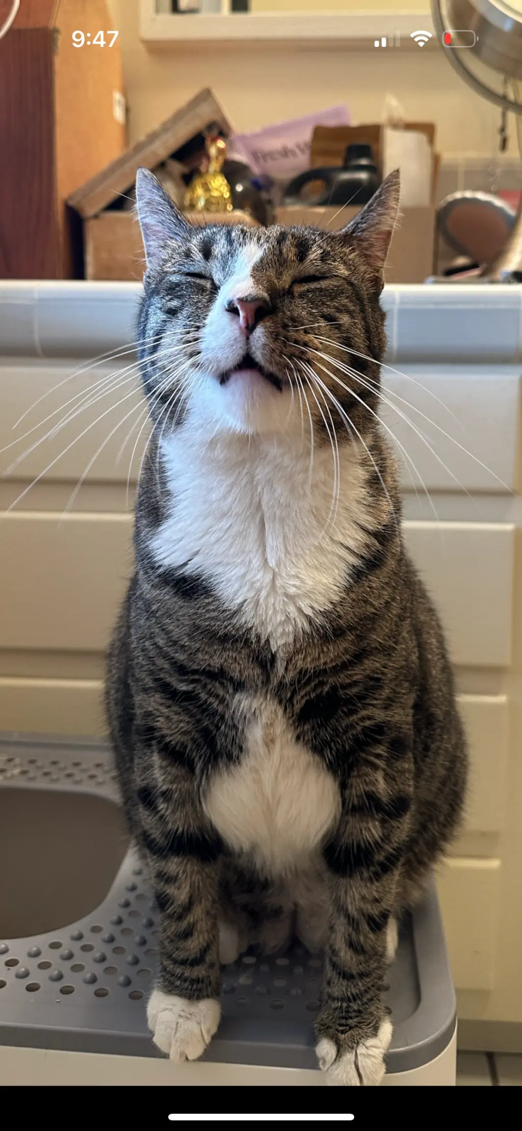 Alfie