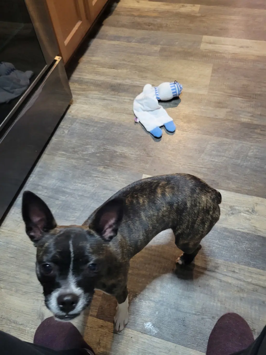 Cinny (currently being fostered in Florida)