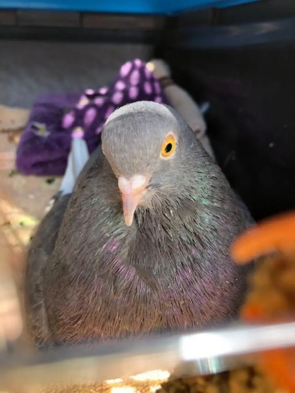 Peck w/ Mardi Gras