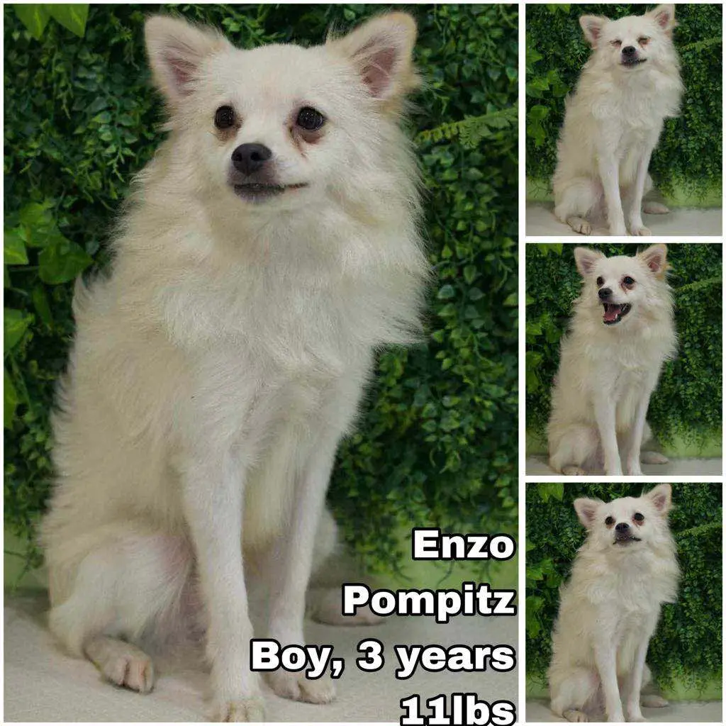 Enzo from Korea