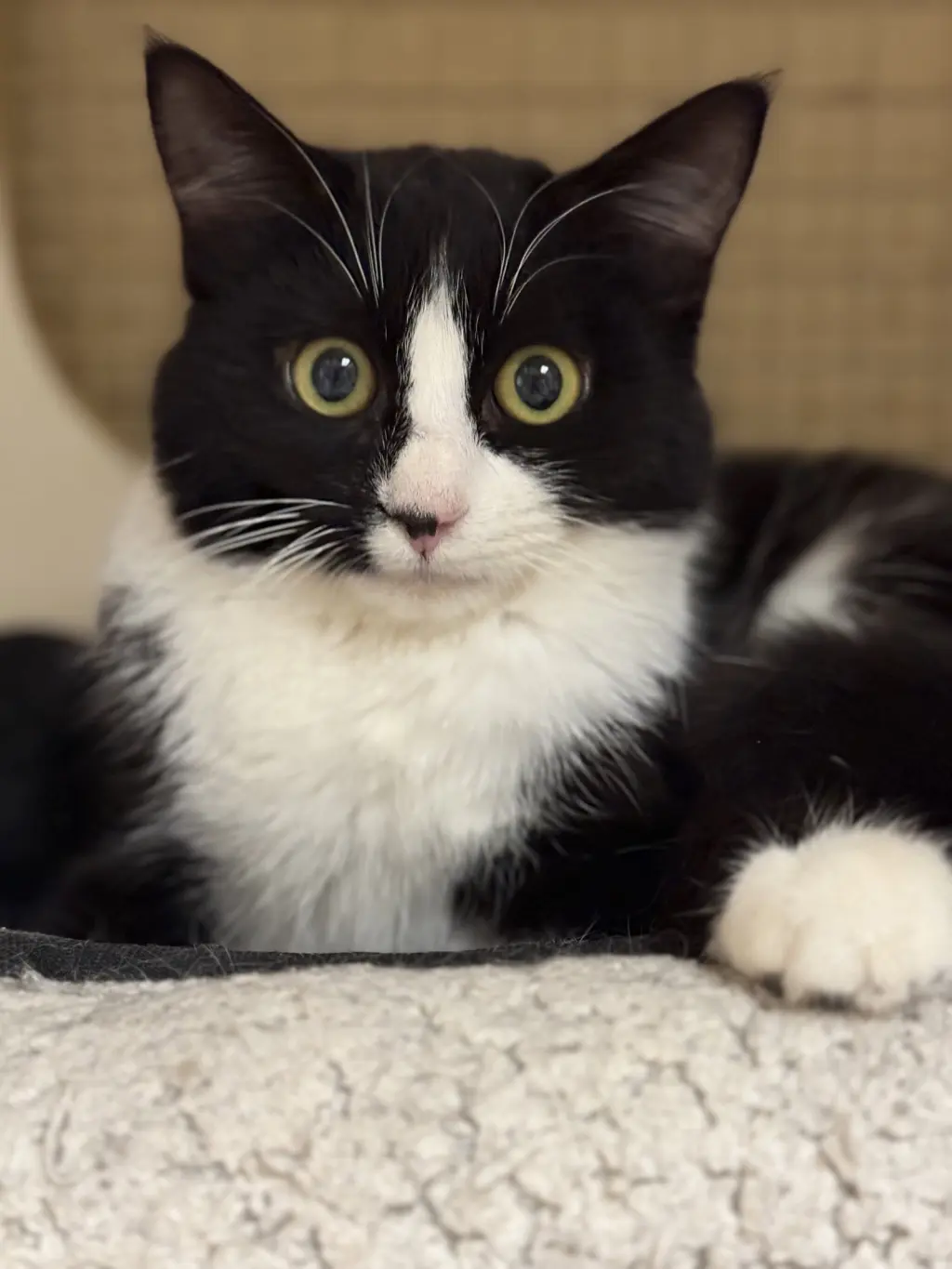 Samantha Napa Petco