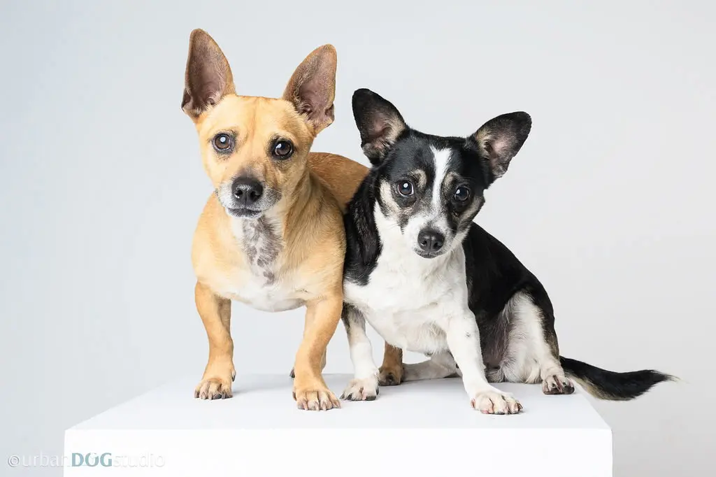 Bonded Pair - Ryver & Ryder