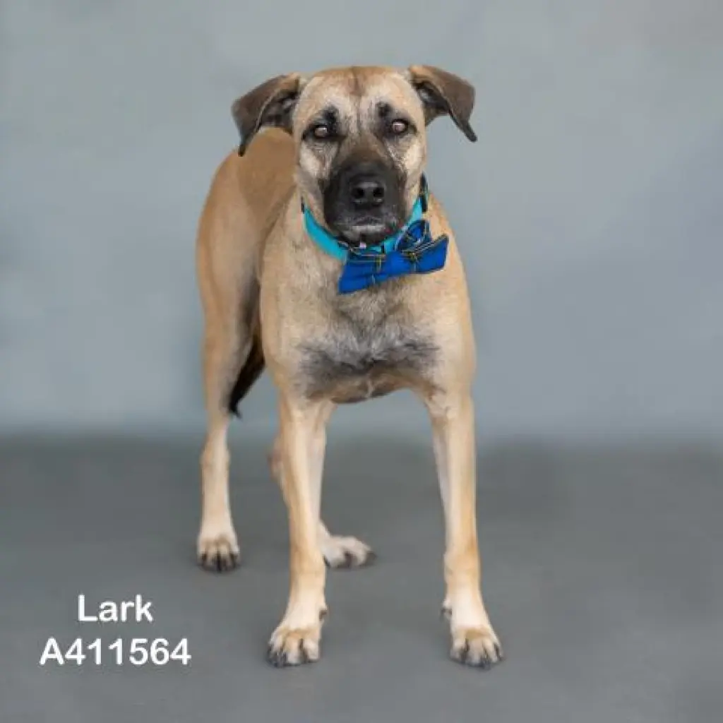 LARK