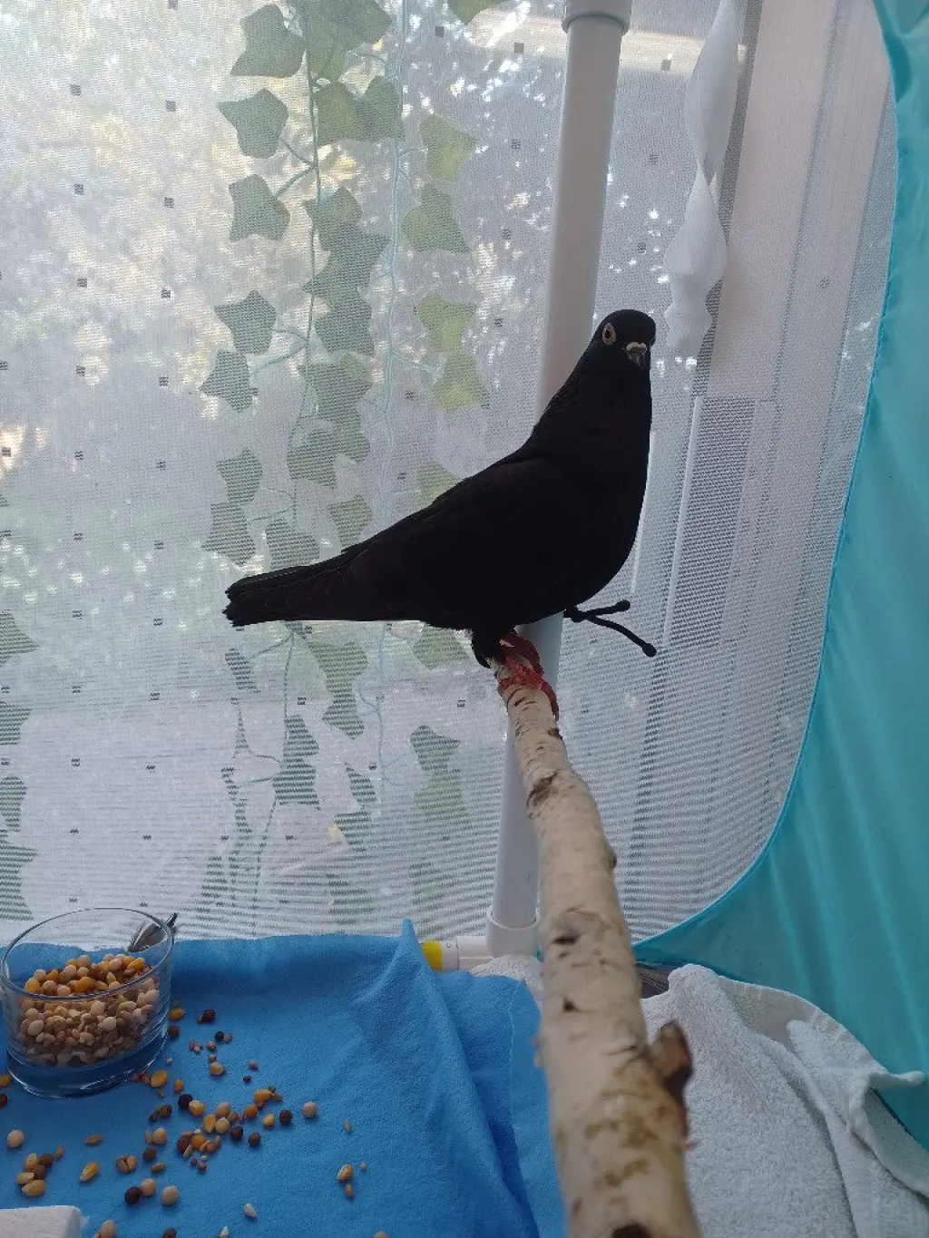 Princess Thumbelina