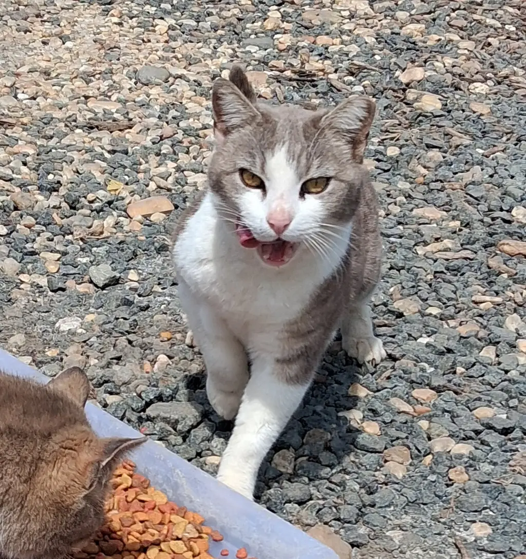barn home cats