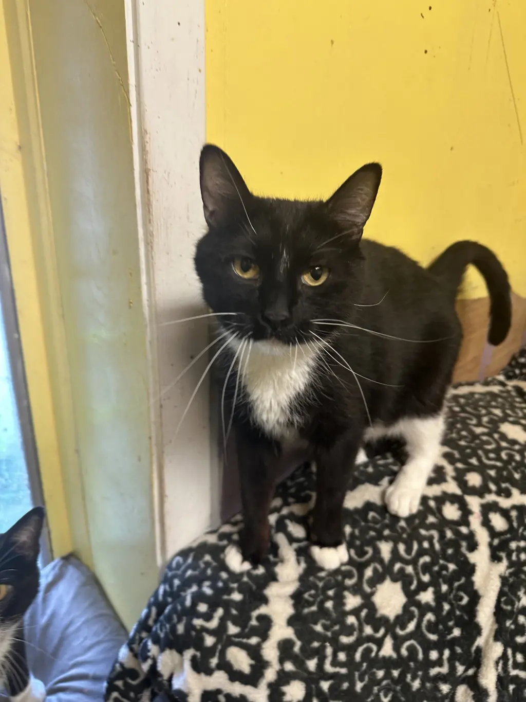 Cole (Tux 2)