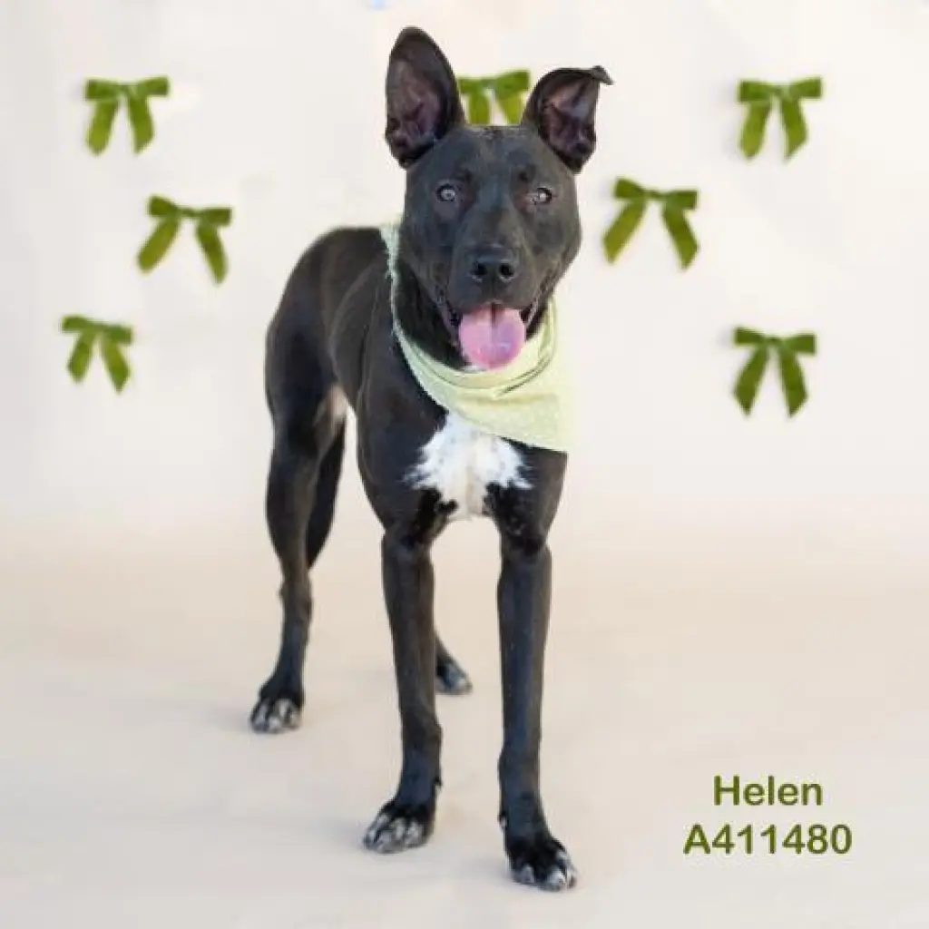 HELEN