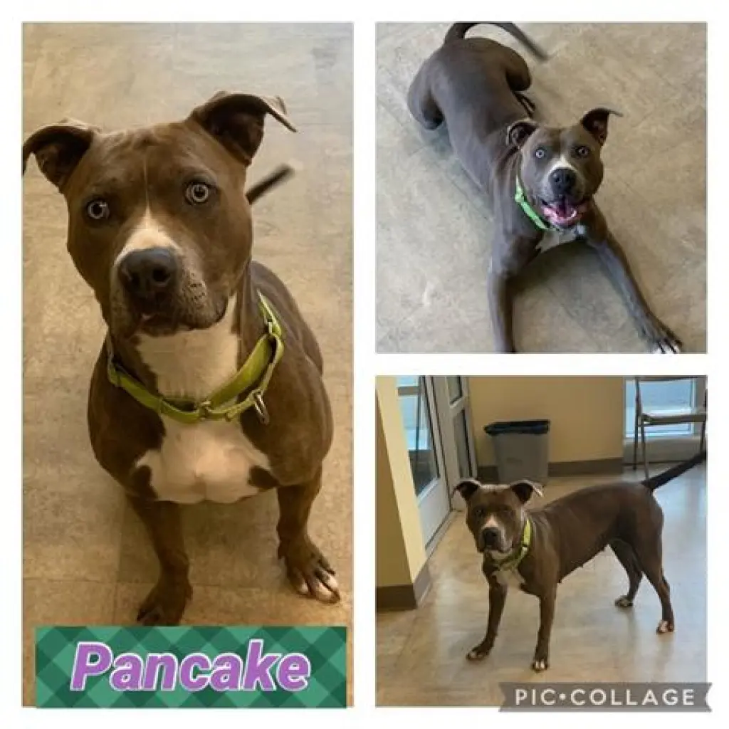PANCAKE