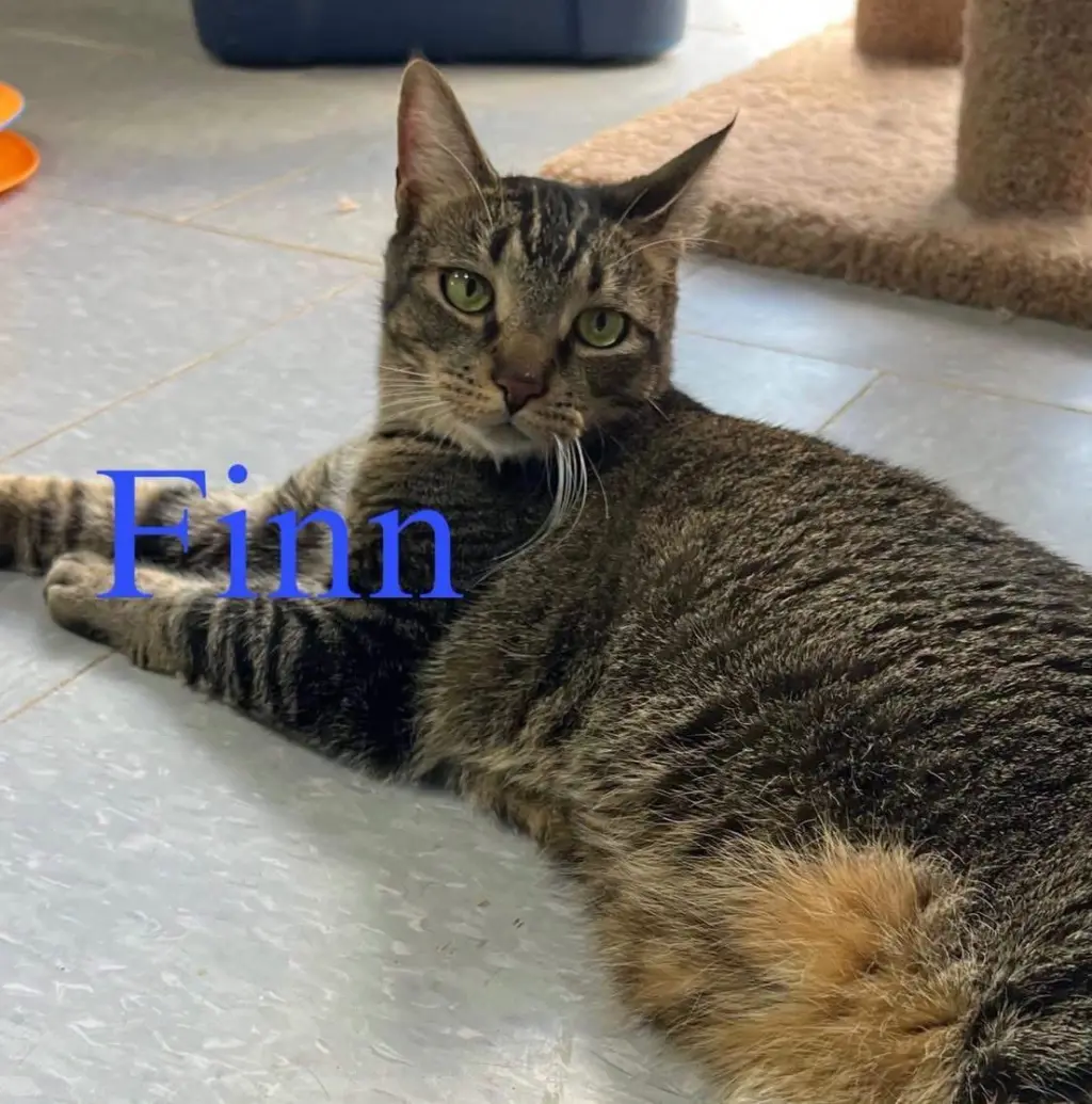 Finn