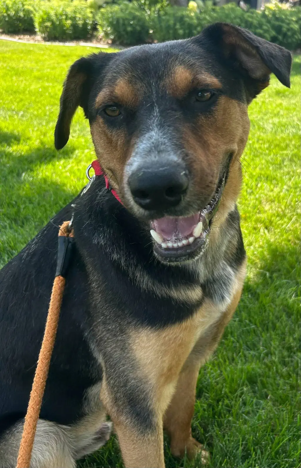 Rambo