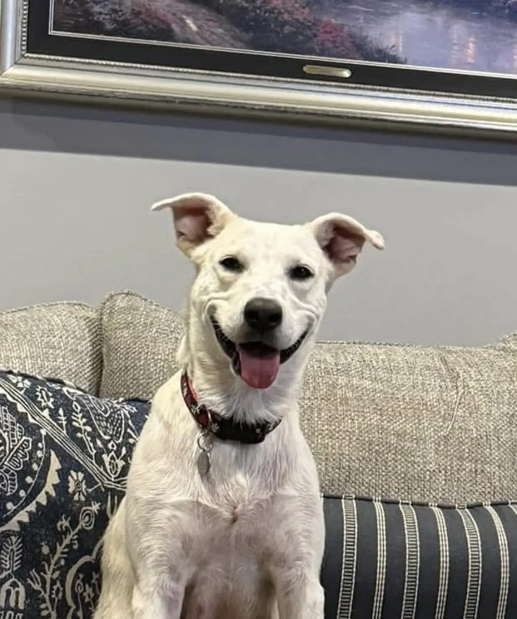 Willow