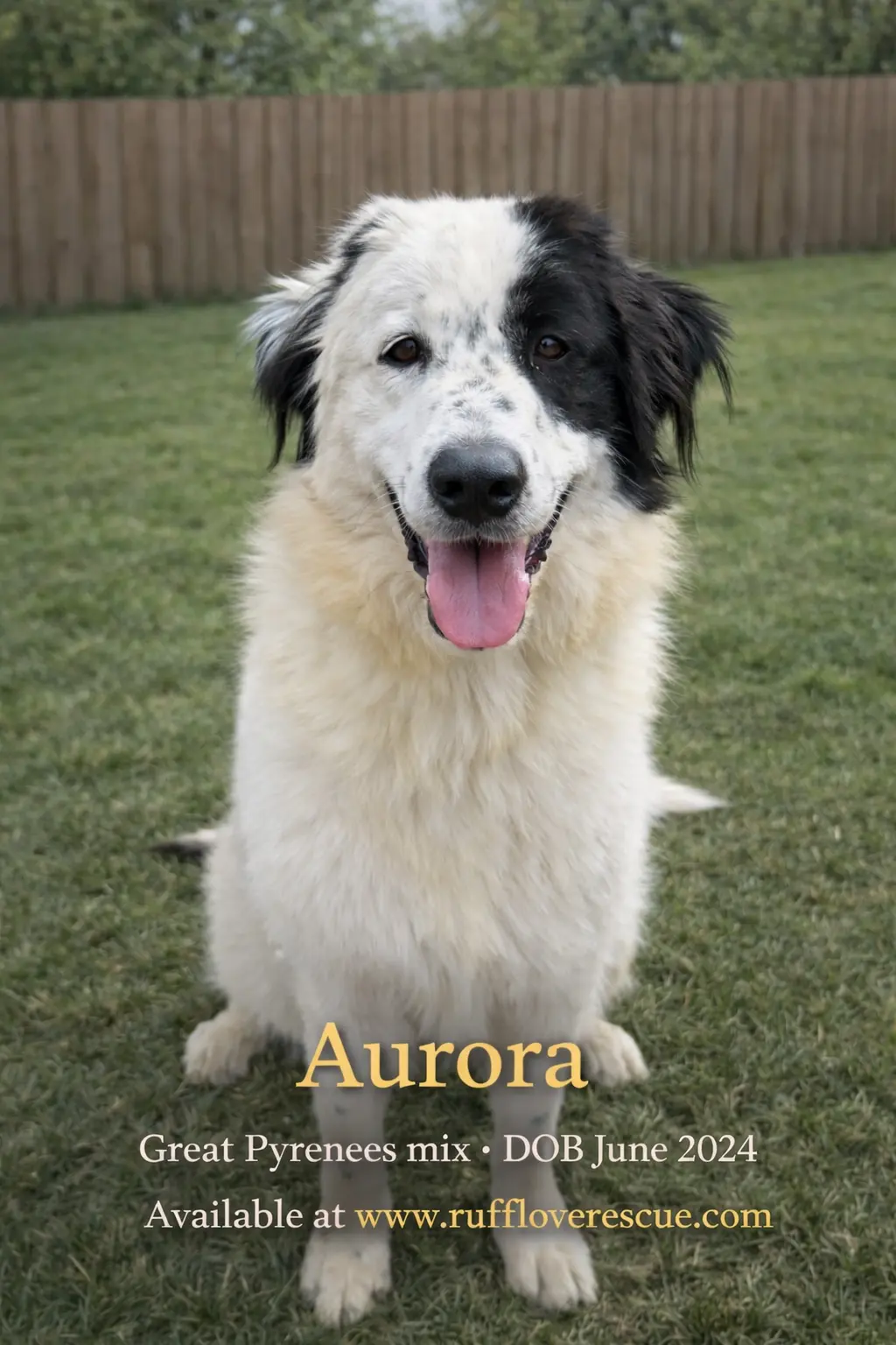 Aurora