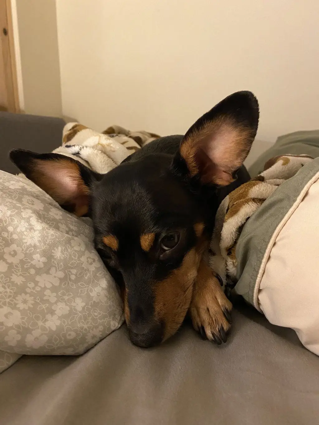 Roxie