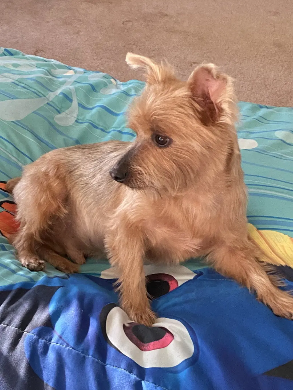 Coco
