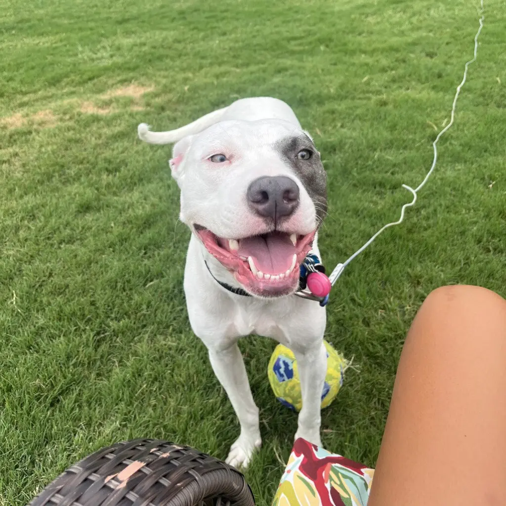 Kali