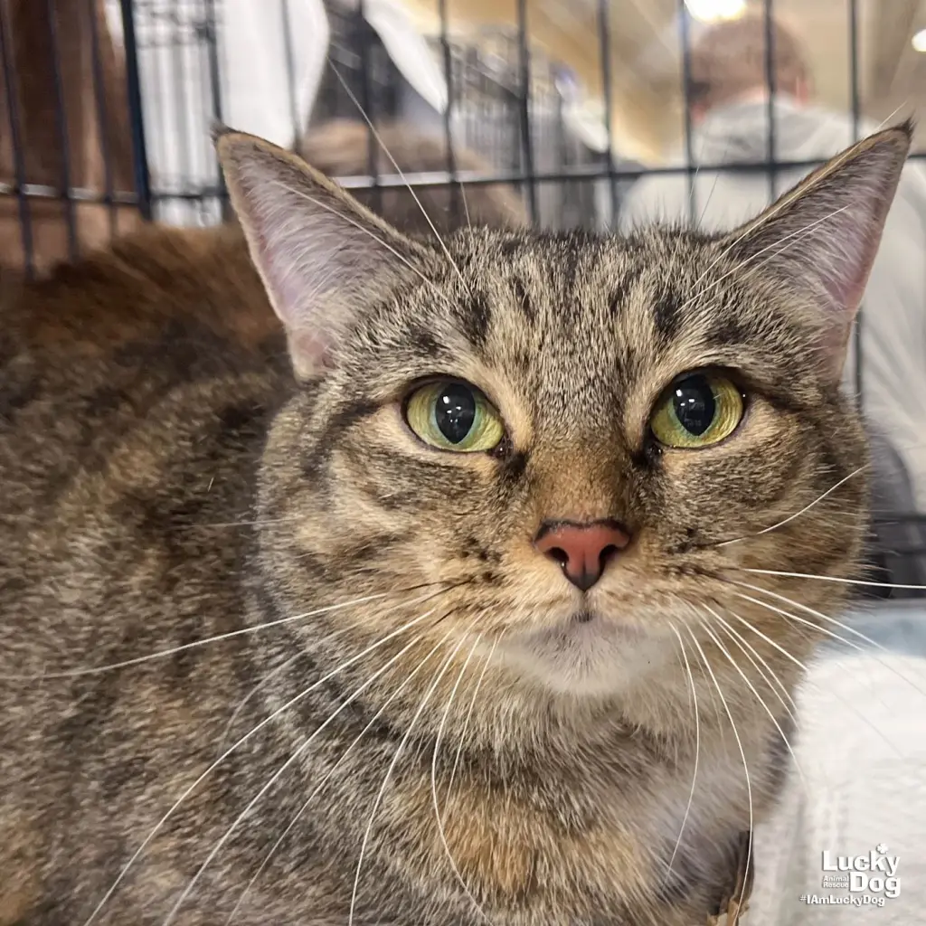 A Street Cat Named Desire