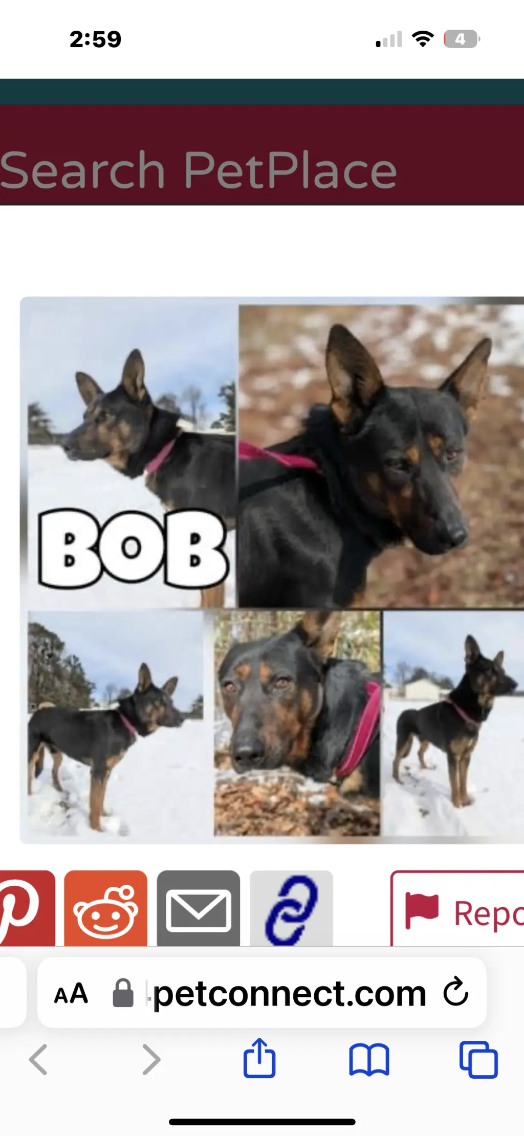 Bob (CL)