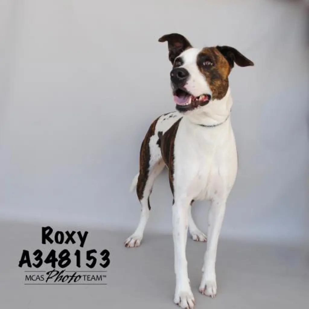 ROXY