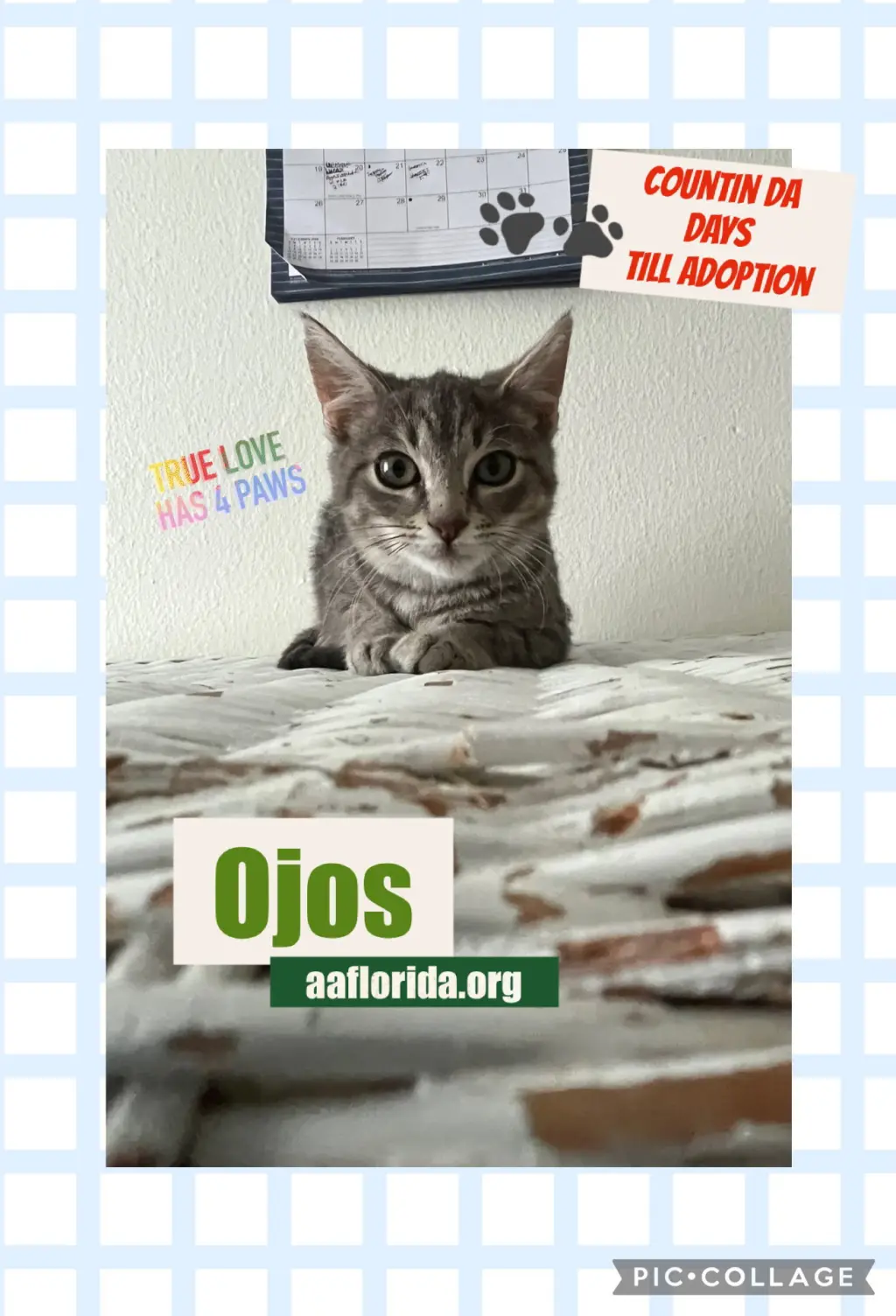 Ojos
