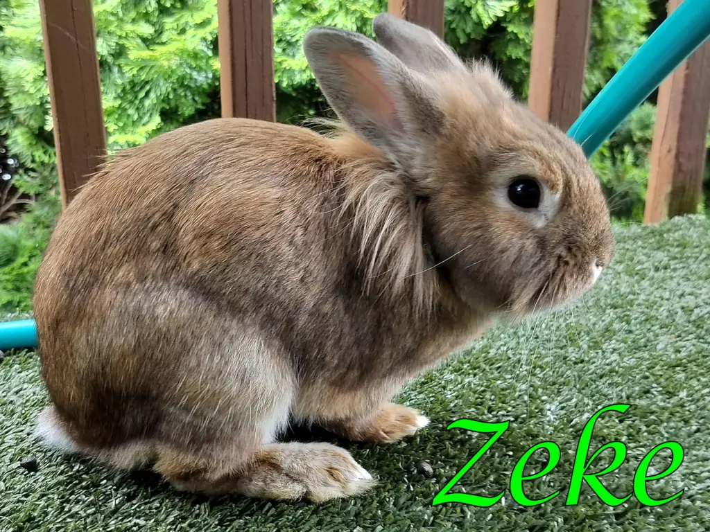 Zeke