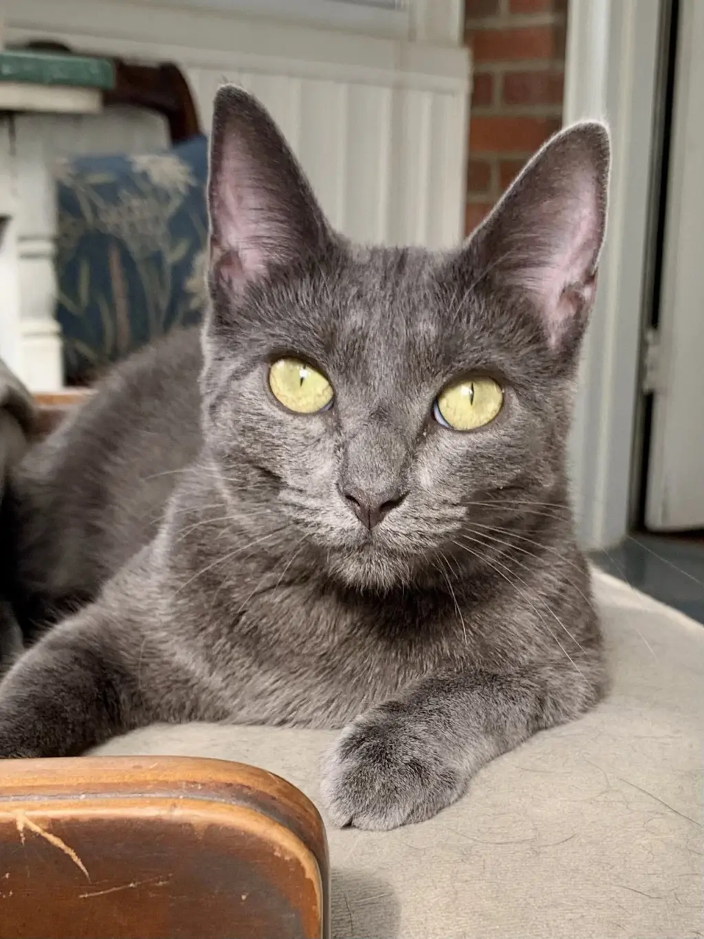 *Olive